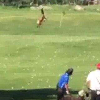 Golf Course Practice Range Elk Attack!